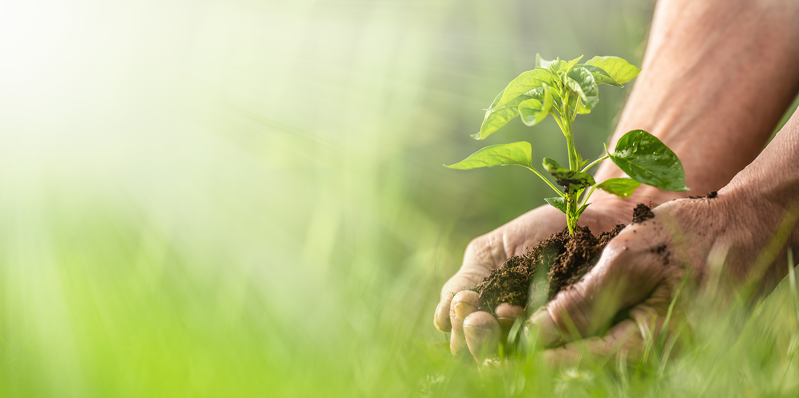 How ASL Contributes to the Zero Hunger Project by Boosting Plant Health