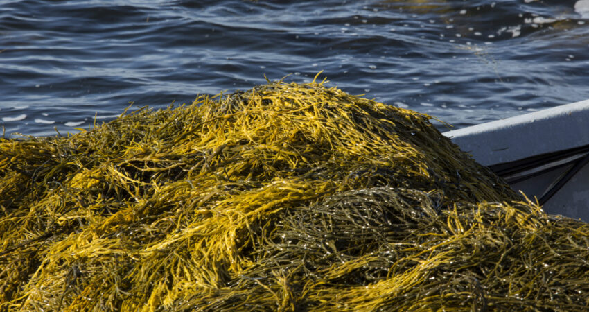 Nova Scotia Ascophyllum Loaded on Harvesting Boat Nova Scotia Ascophyllum Loaded on Harvesting Boat
